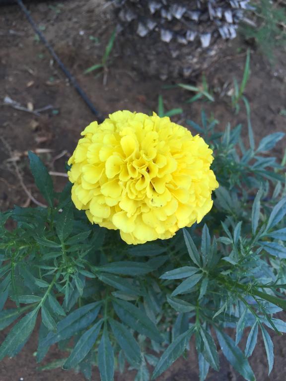 B&B Fiori Gialli Caucana Santa Croce Camerina Εξωτερικό φωτογραφία